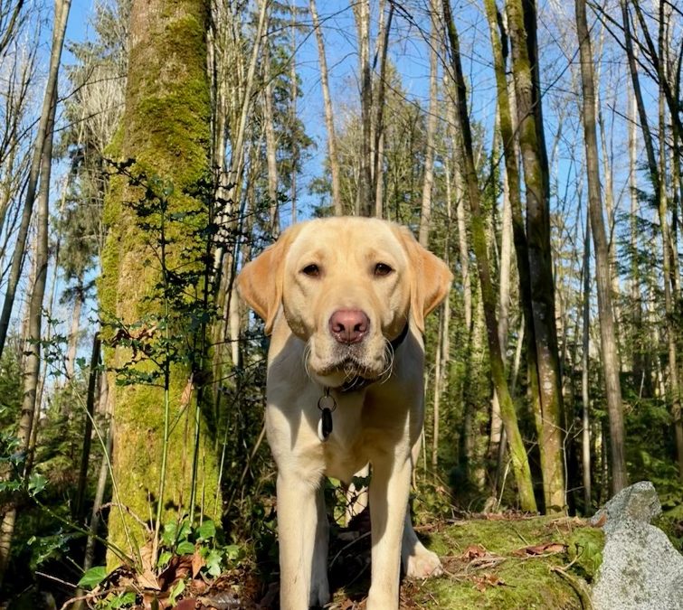 Minnie II | January 2026