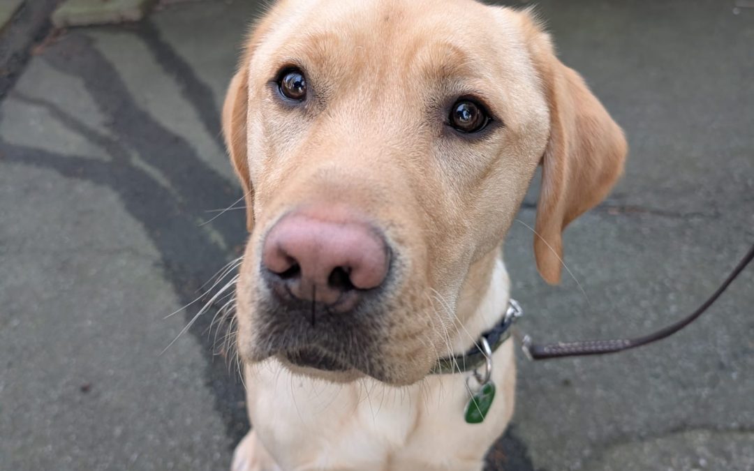 Buddy II | February 2026