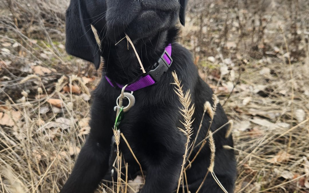 Ponsu | February 2026