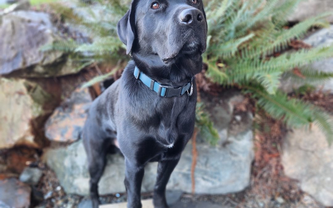 Windsor | February 2026