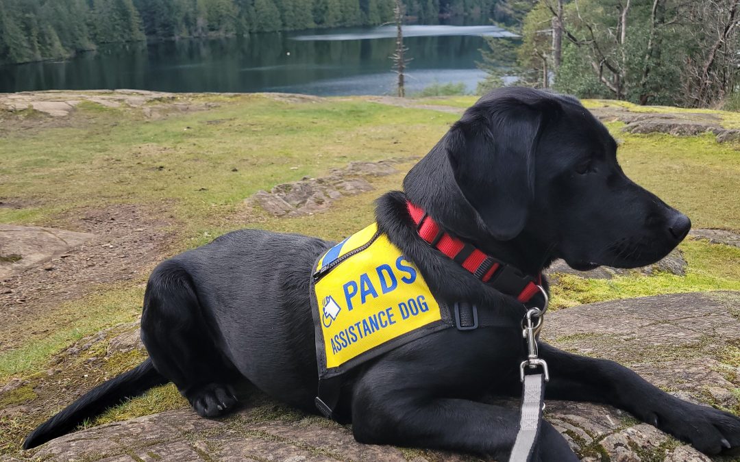 Blue IV | February 2026