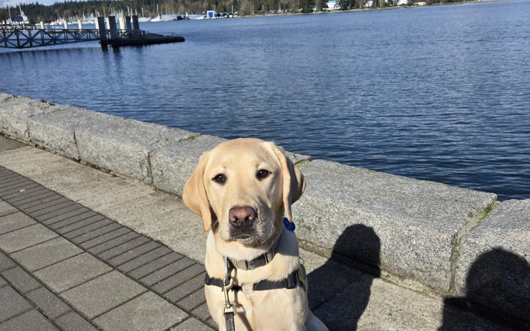 Pixie II | February 2026