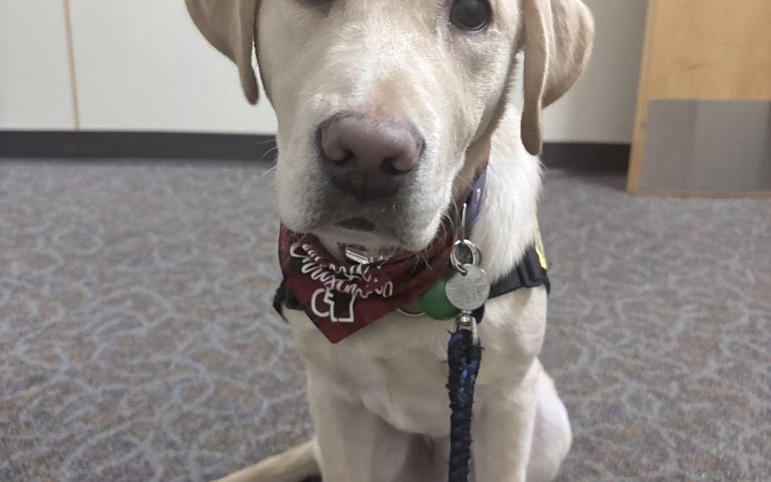 Available for Adoption: Bowie