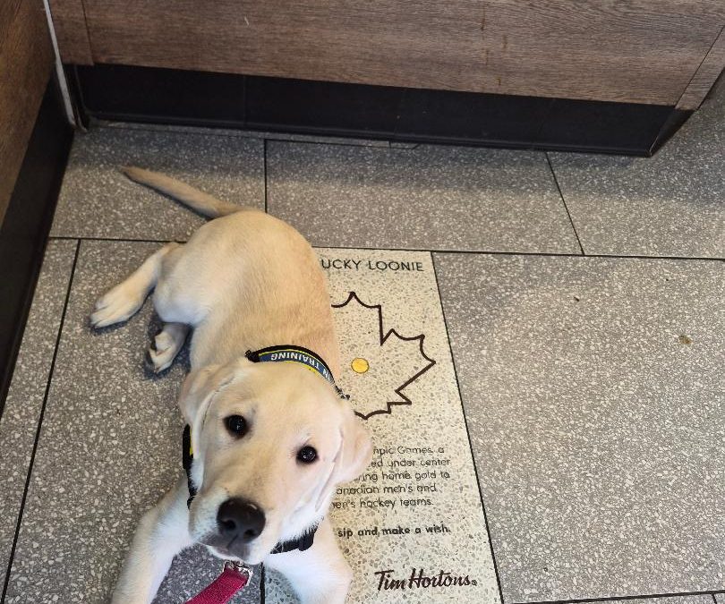 Chilko | February 2026