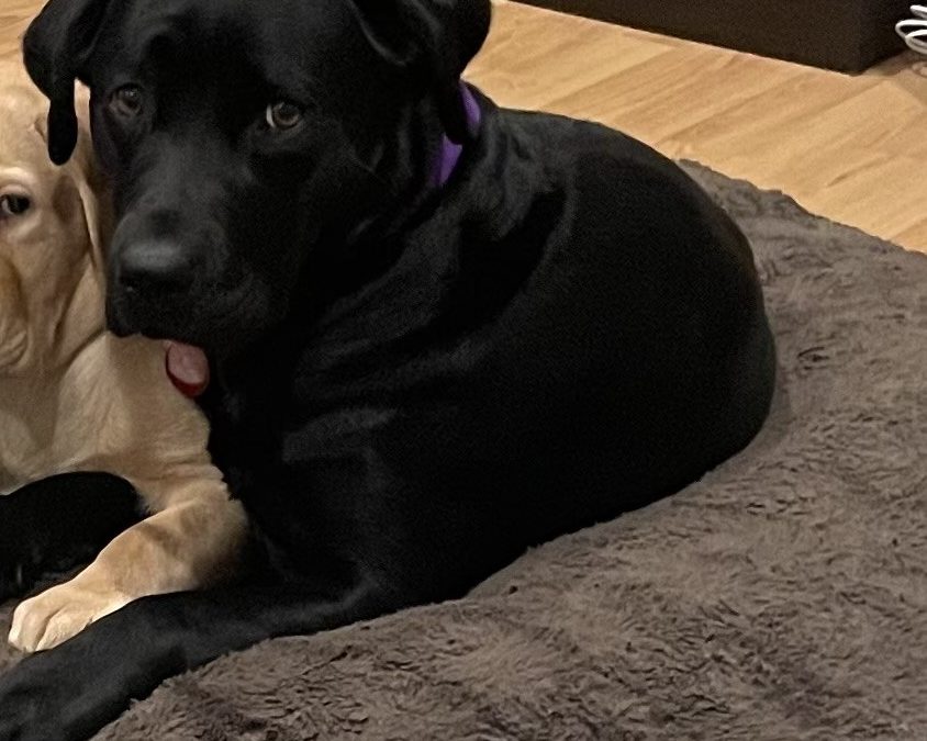 Cynder | February 2026