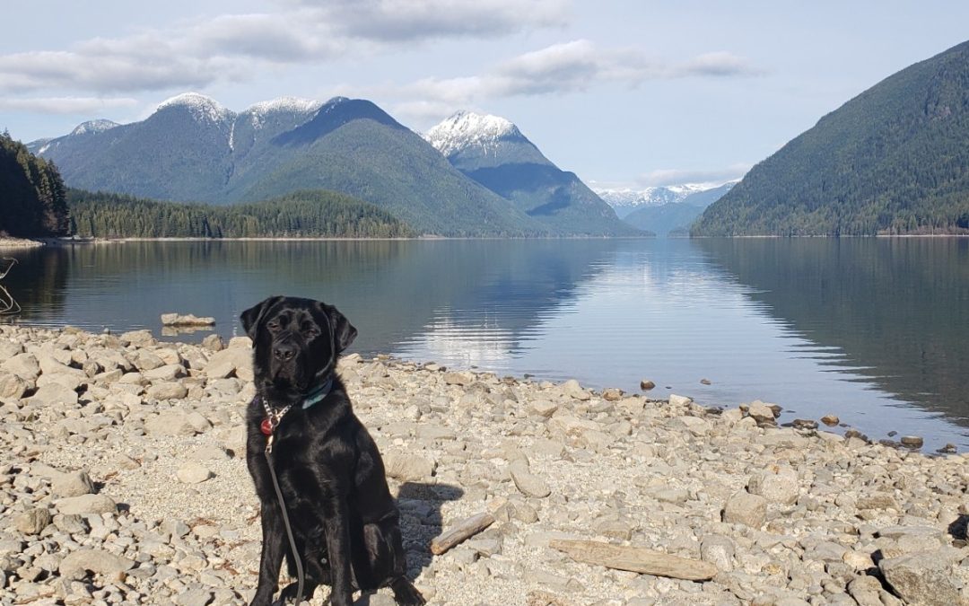 Digger | February 2026