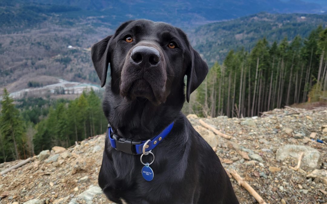 Bazinga | February 2026