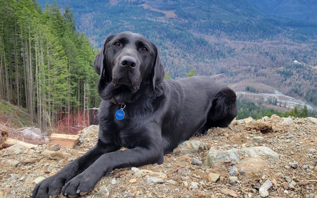 Bosc | February 2026