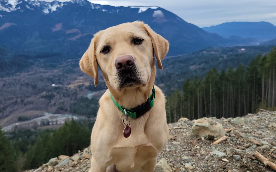 Toffee | February 2026