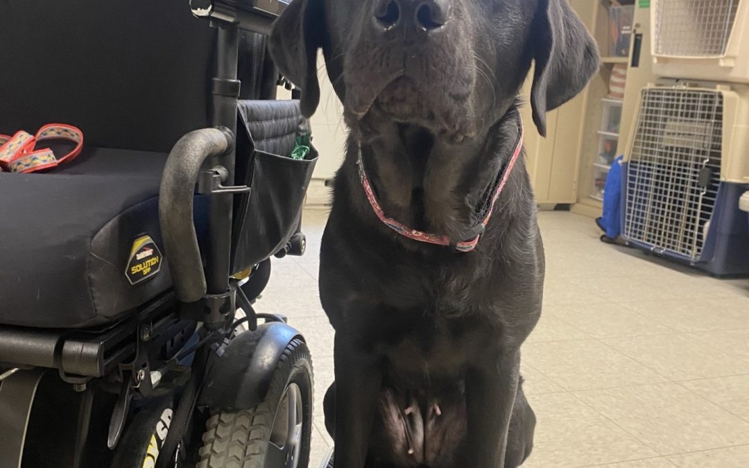 Gadget | February 2026