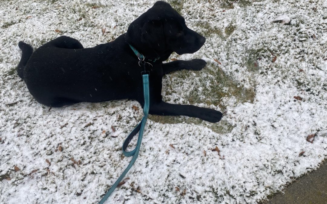 Goose II | February 2026