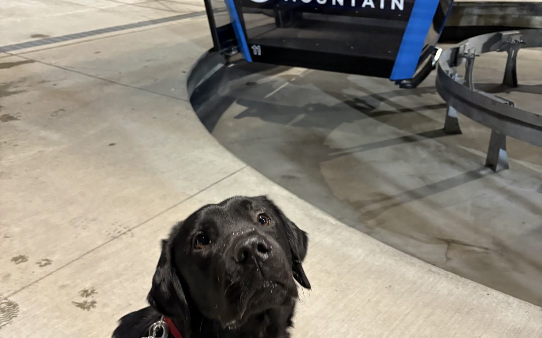 Mickey II | January 2026