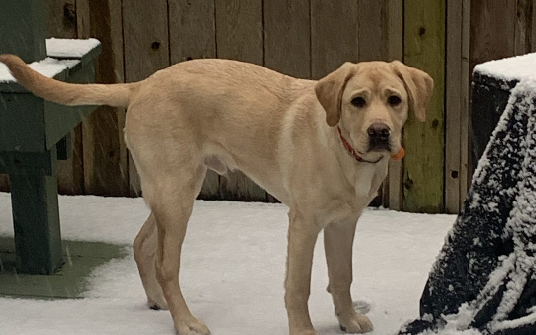 Jasper III | February 2026