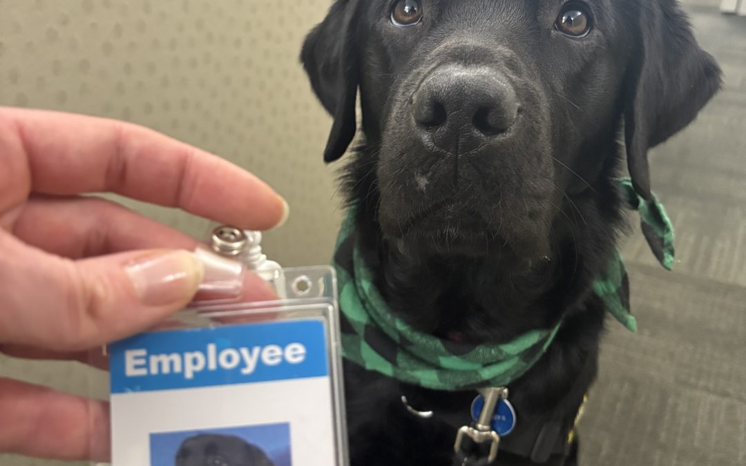 Mickey II | February 2026