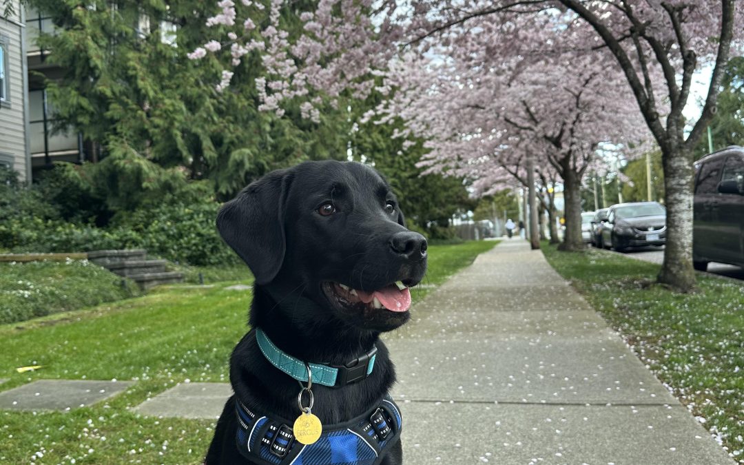 Fergus II | March 2026