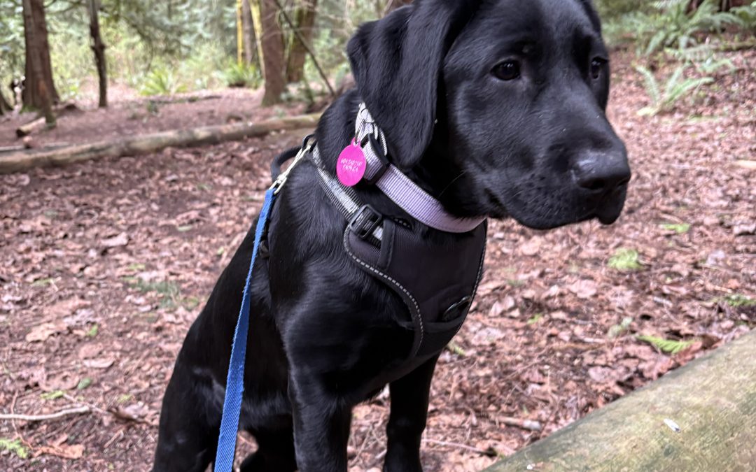 Angel III | February 2026