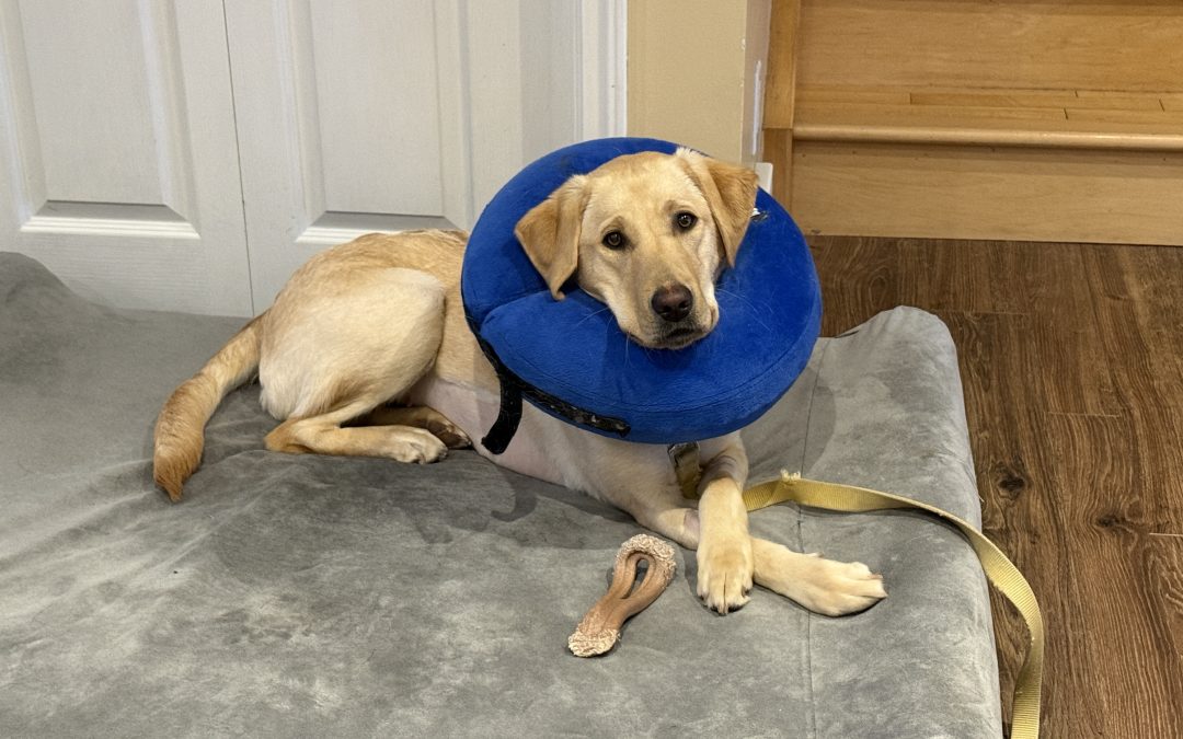 Elli | February 2026