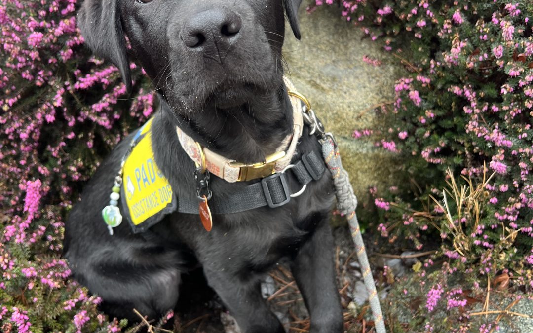 Chester II | February 2026