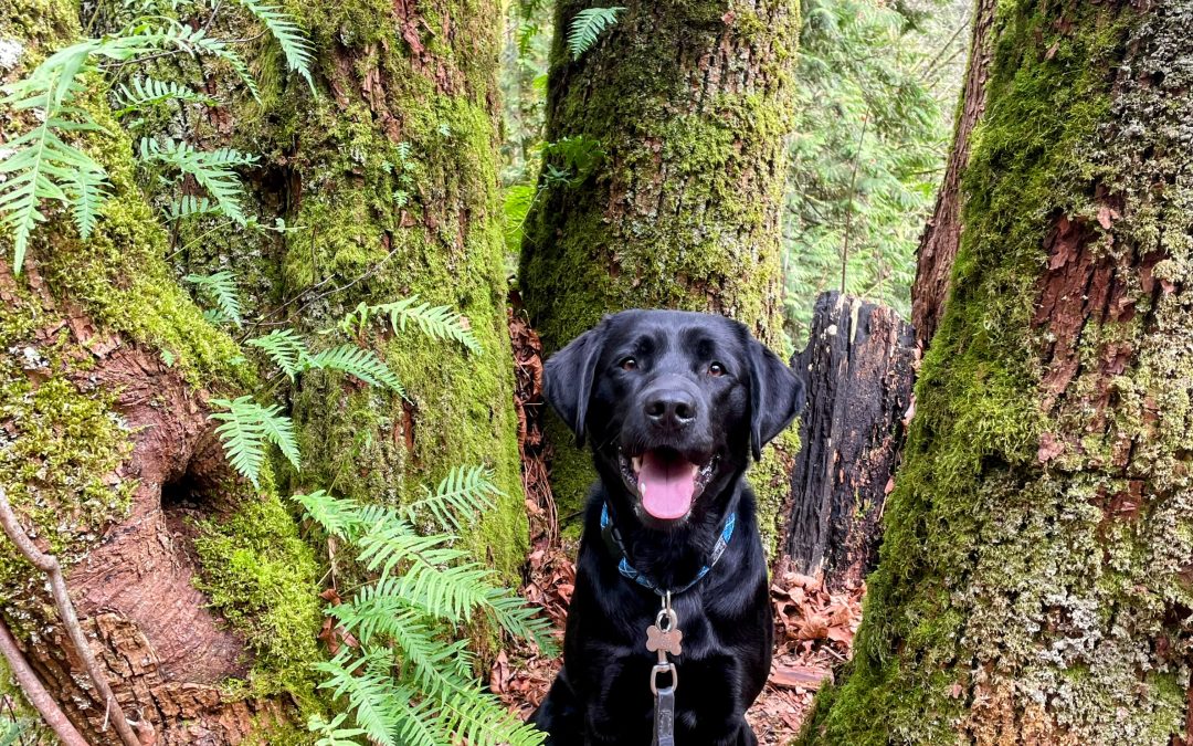 Puzzle | February 2026