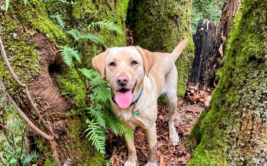 Tesla | February 2026