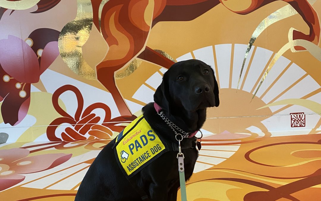 Poppy III | February 2026