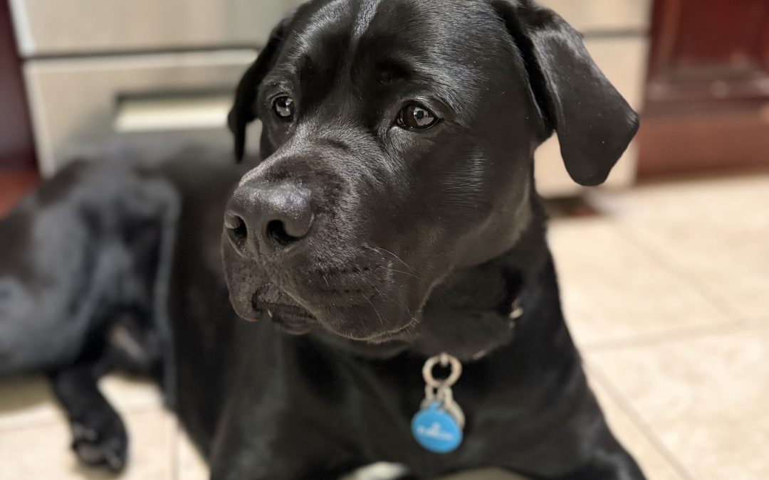 Furrow | February 2026