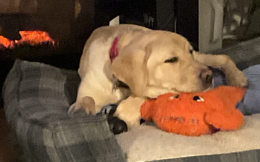 Daisy III | February 2026