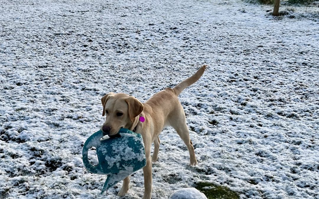 Fendie | February 2026