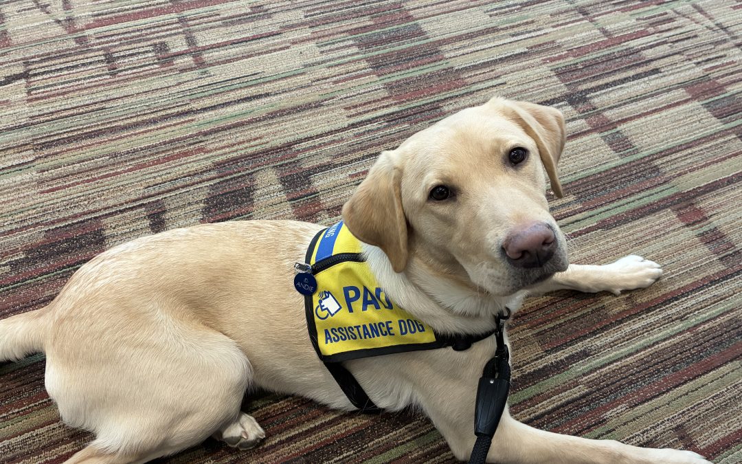 Andie | February 2026