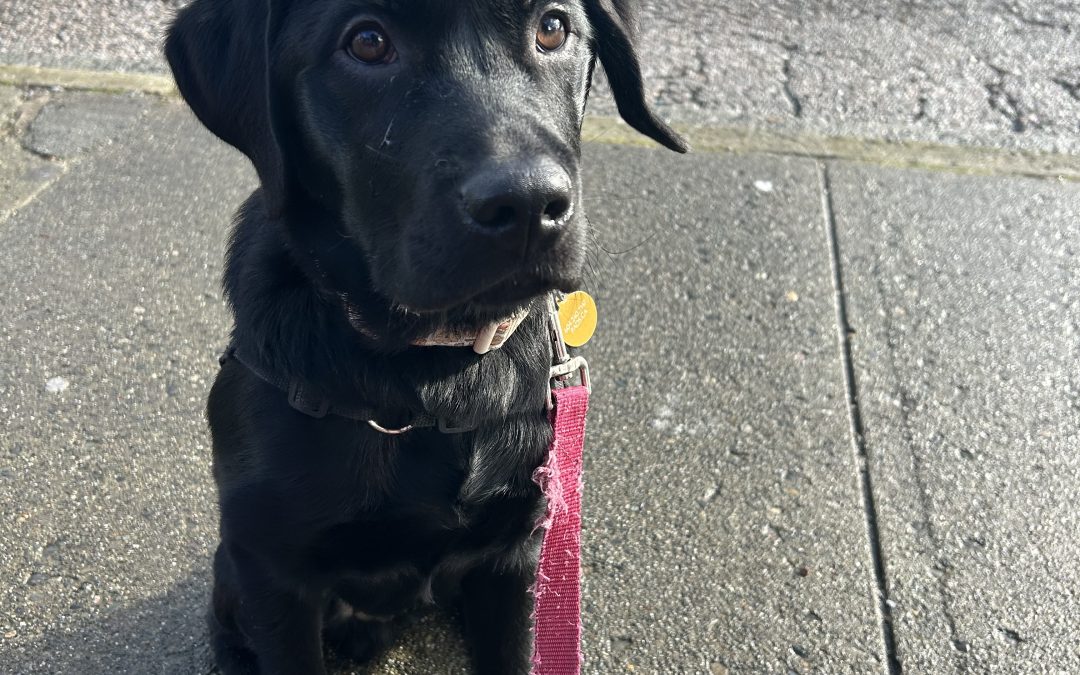 Mazel | February 2026