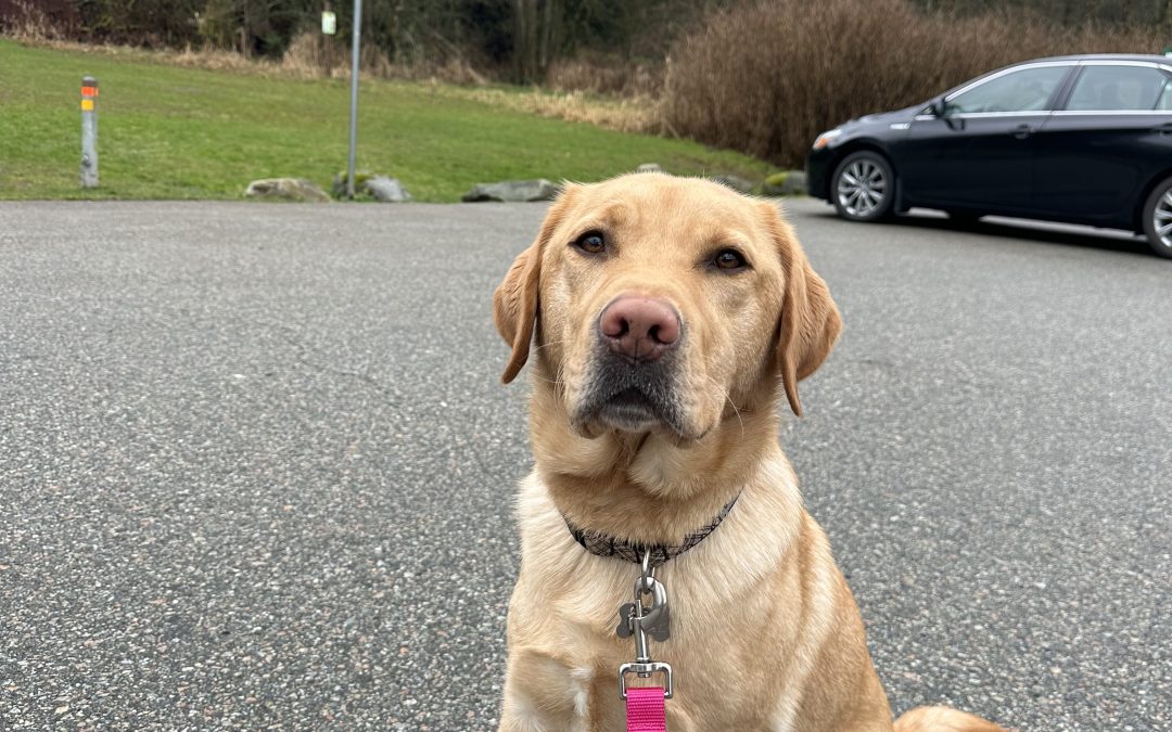 Rufous | February 2026