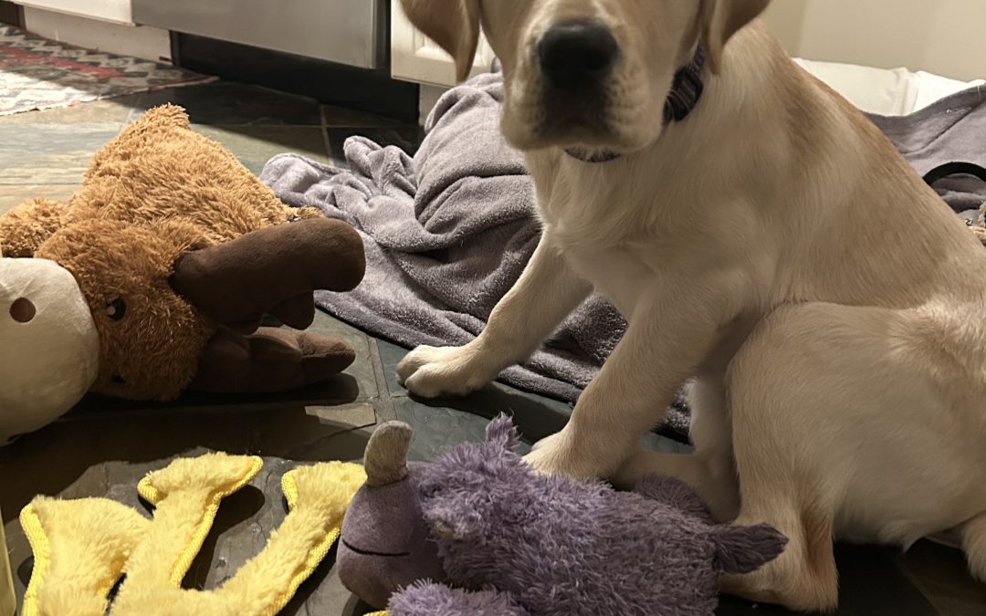 Serenity | February 2026