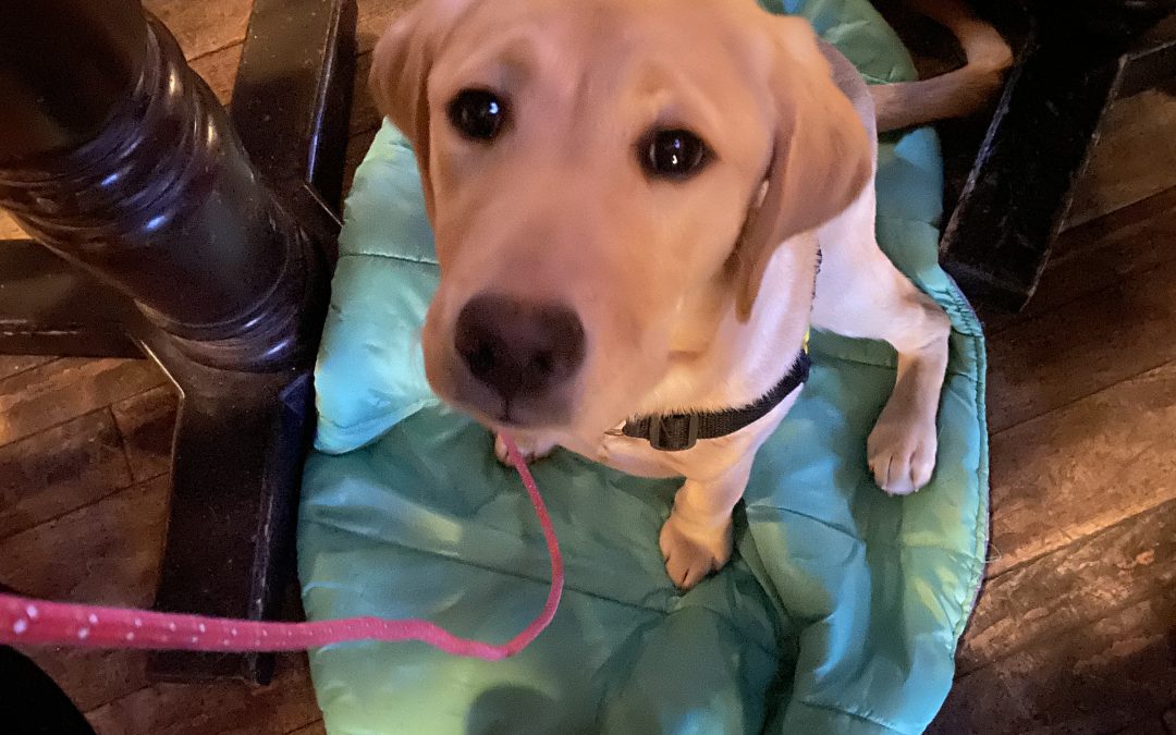 Chorcha | February 2026