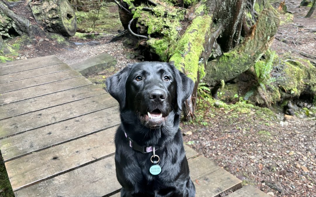 Dot II | February 2026