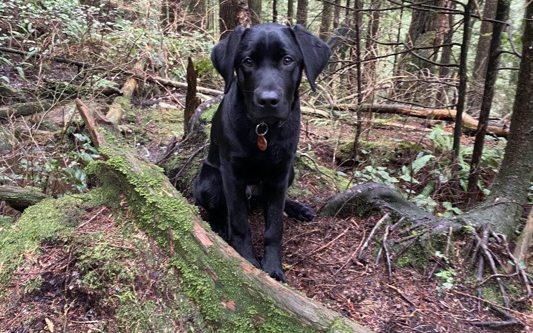 Imani | February 2026