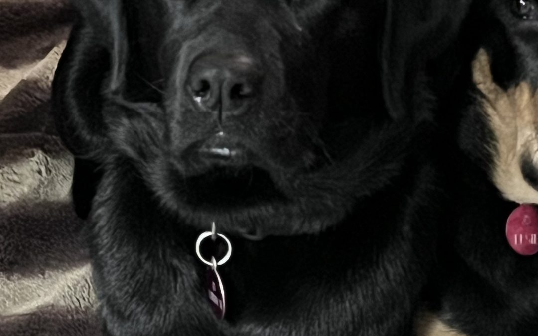 Libby II | February 2026