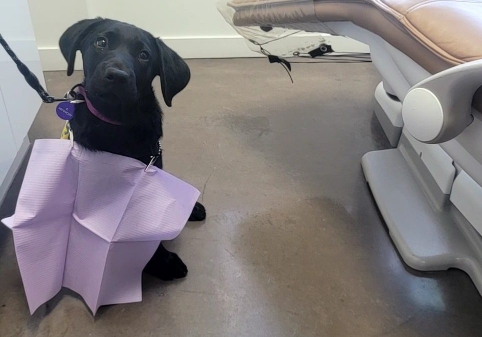 Minnow | February 2026