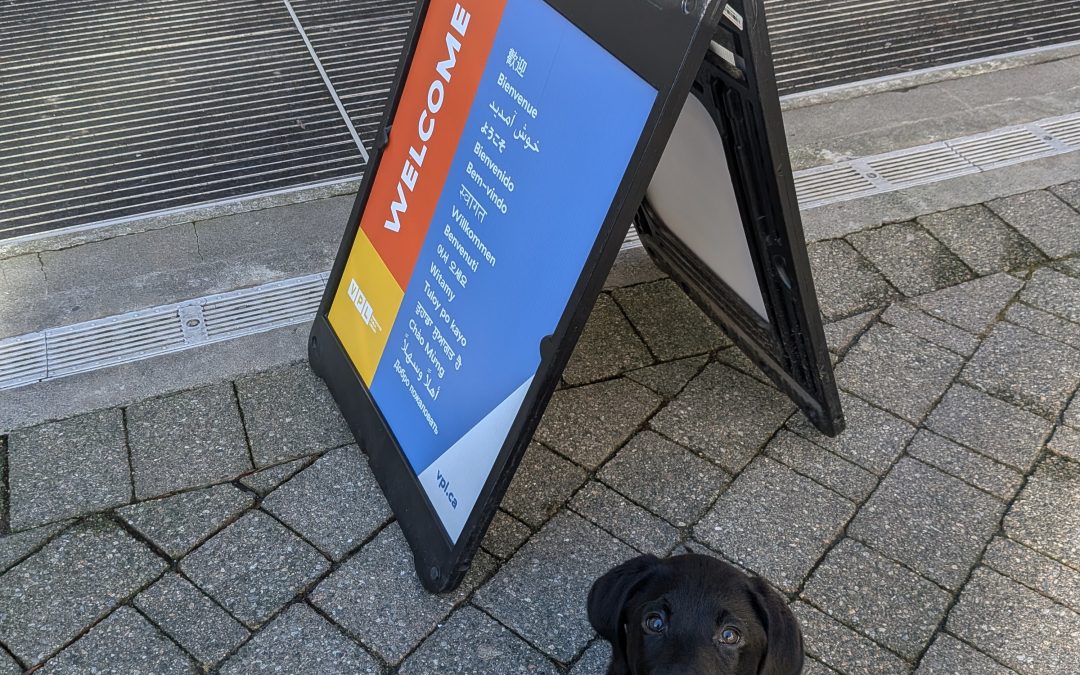 Pixel II | February 2026