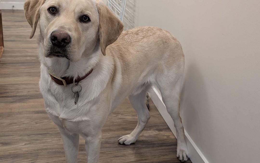 Gaffer | February 2026