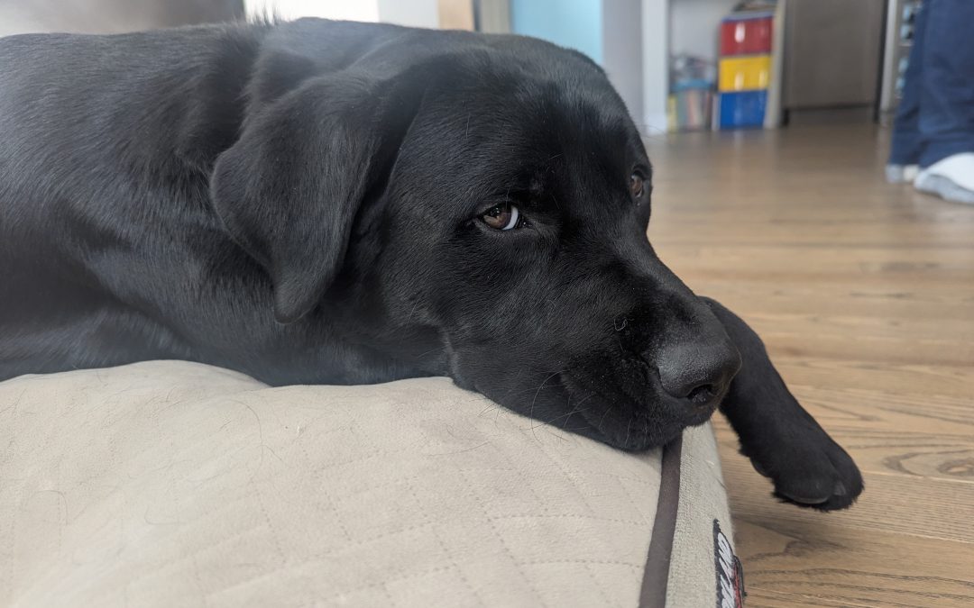 Hunter II | February 2026