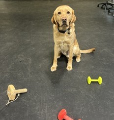 Shah | February 2026