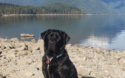 Available for Adoption: Digger