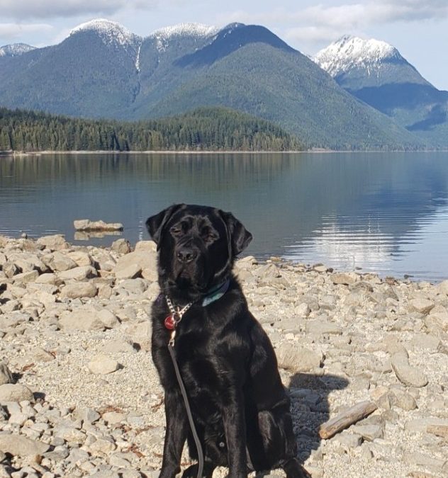 Available for Adoption: Digger