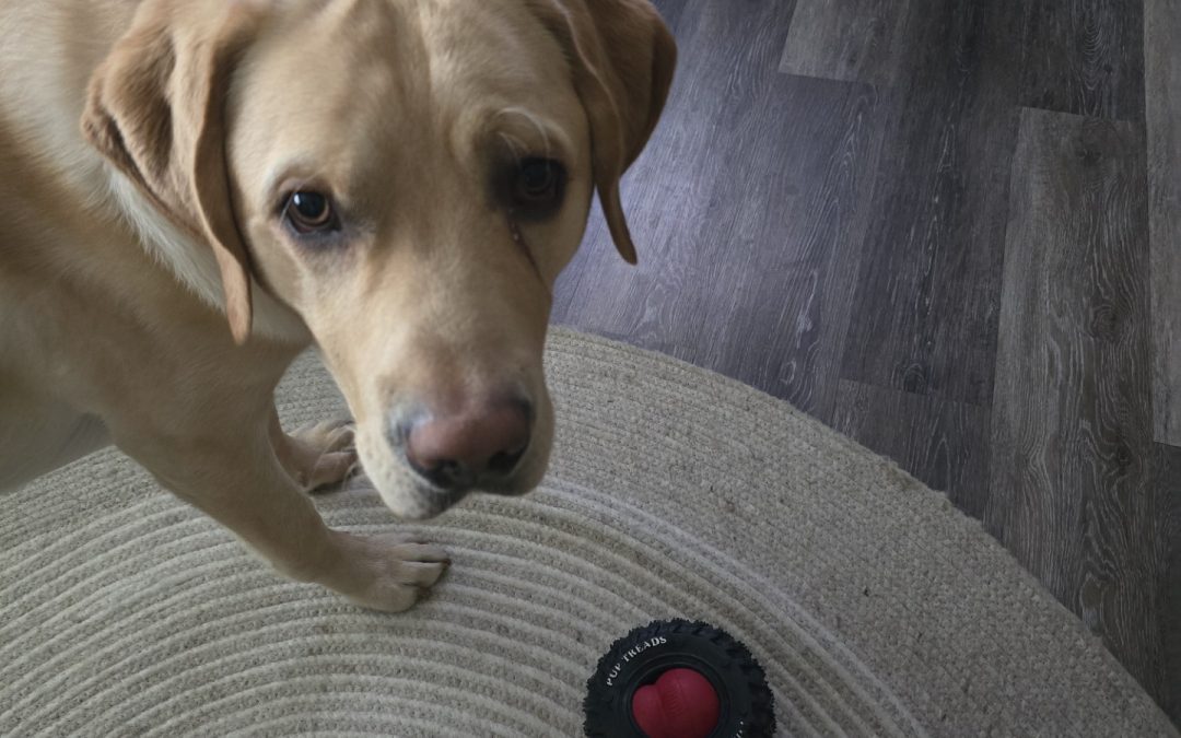 T-Bone | February 2026