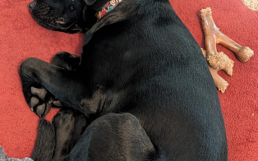 Juno II | March 2026