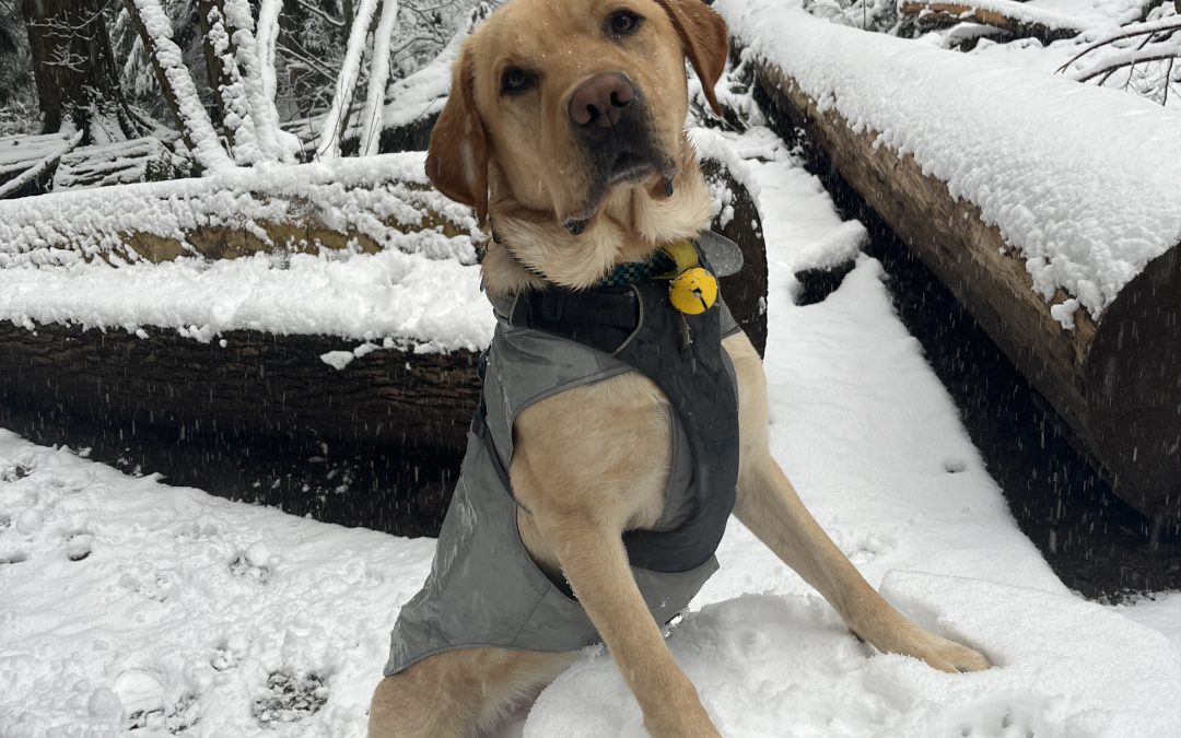 Steller | March 2026