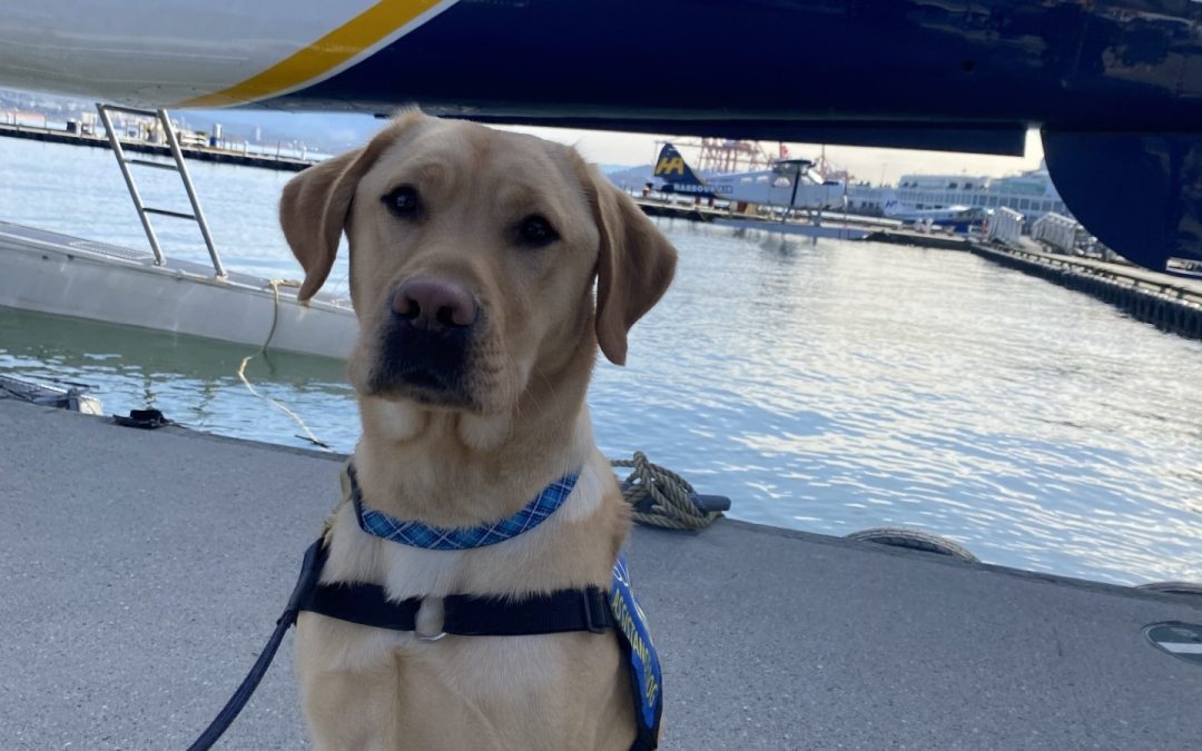 Buddy II | March 2026