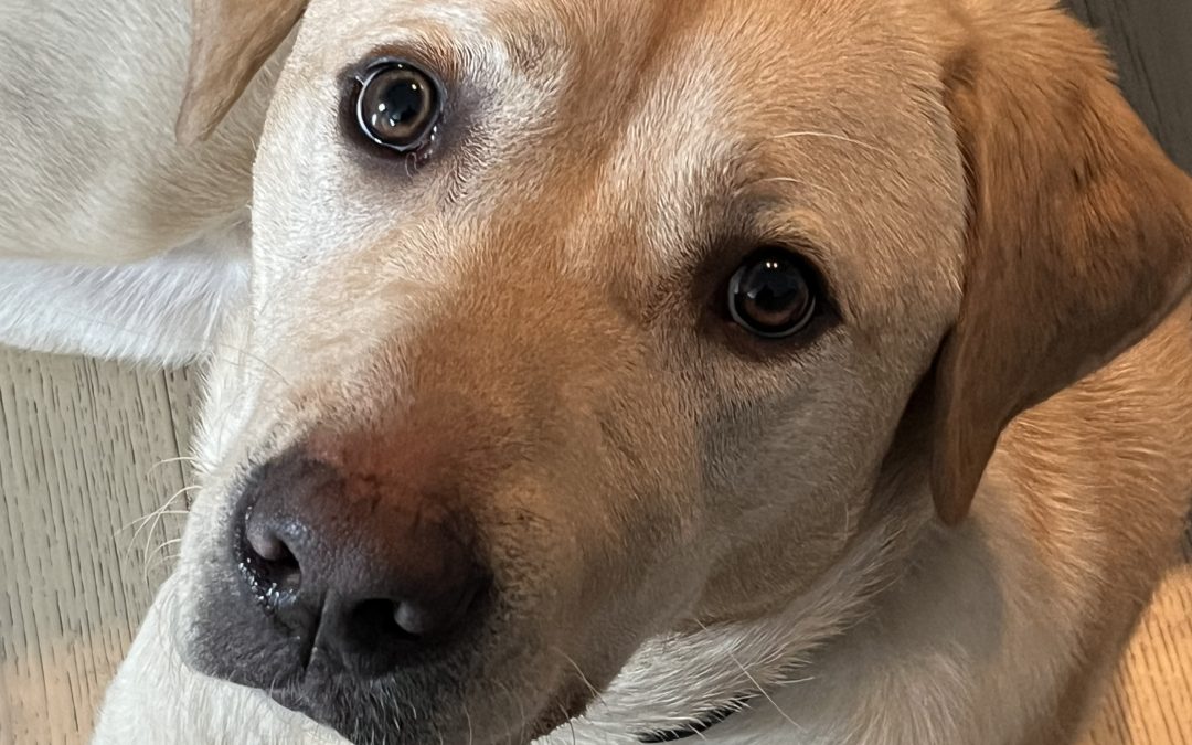 Clyde II | March 2026