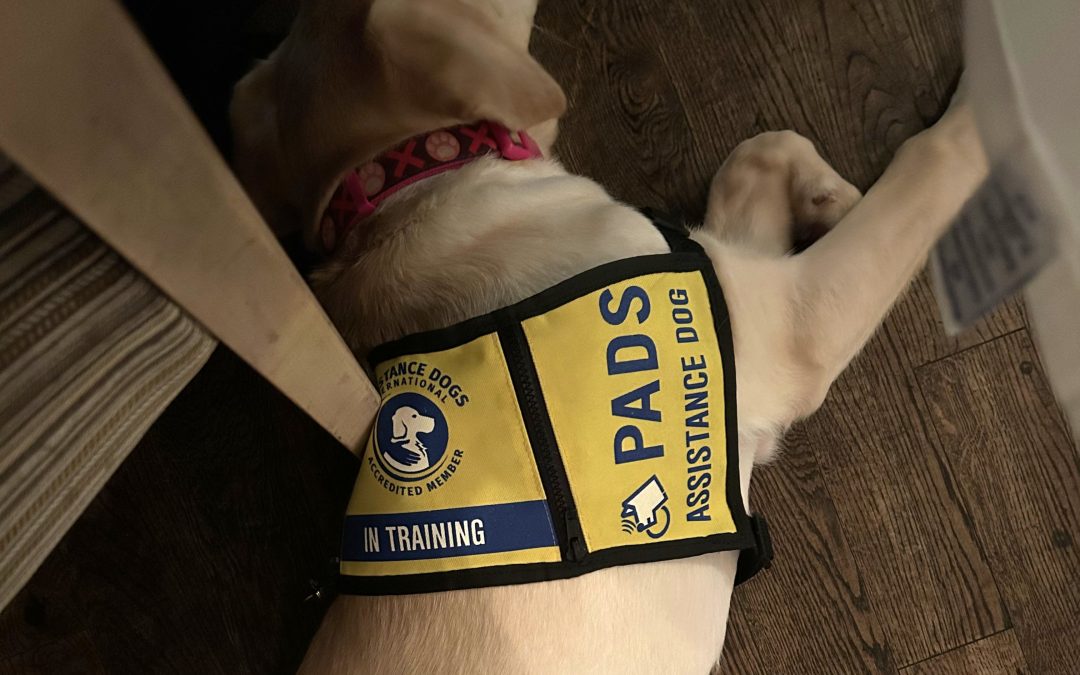 Daisy III | March 2026