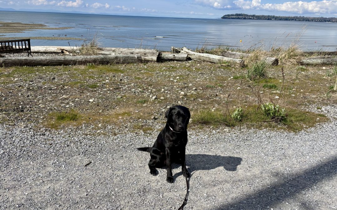 Meadow II | March 2026